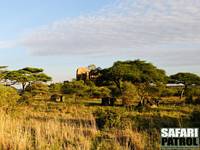 Mobil camp på special camp site Sero 1. (Seronera i centrala Serengeti National Park, Tanzania)