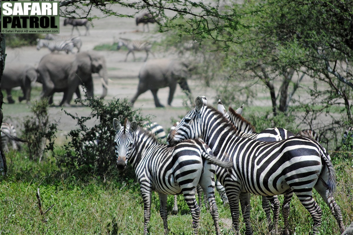 Zebror och elefanter. (Lake Ndutu i Ngorongoro Conservation Area, Tanzania)