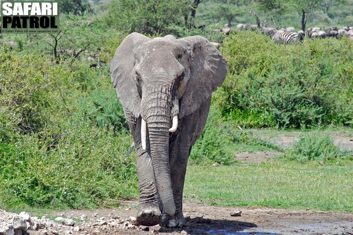 Elefant. (Lake Ndutu i Ngorongoro Conservation Area, Tanzania)