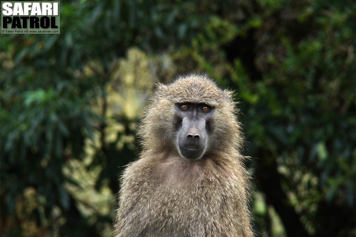 Babian i Leraiskogen. (Sdra Ngorongorokratern, Tanzania)