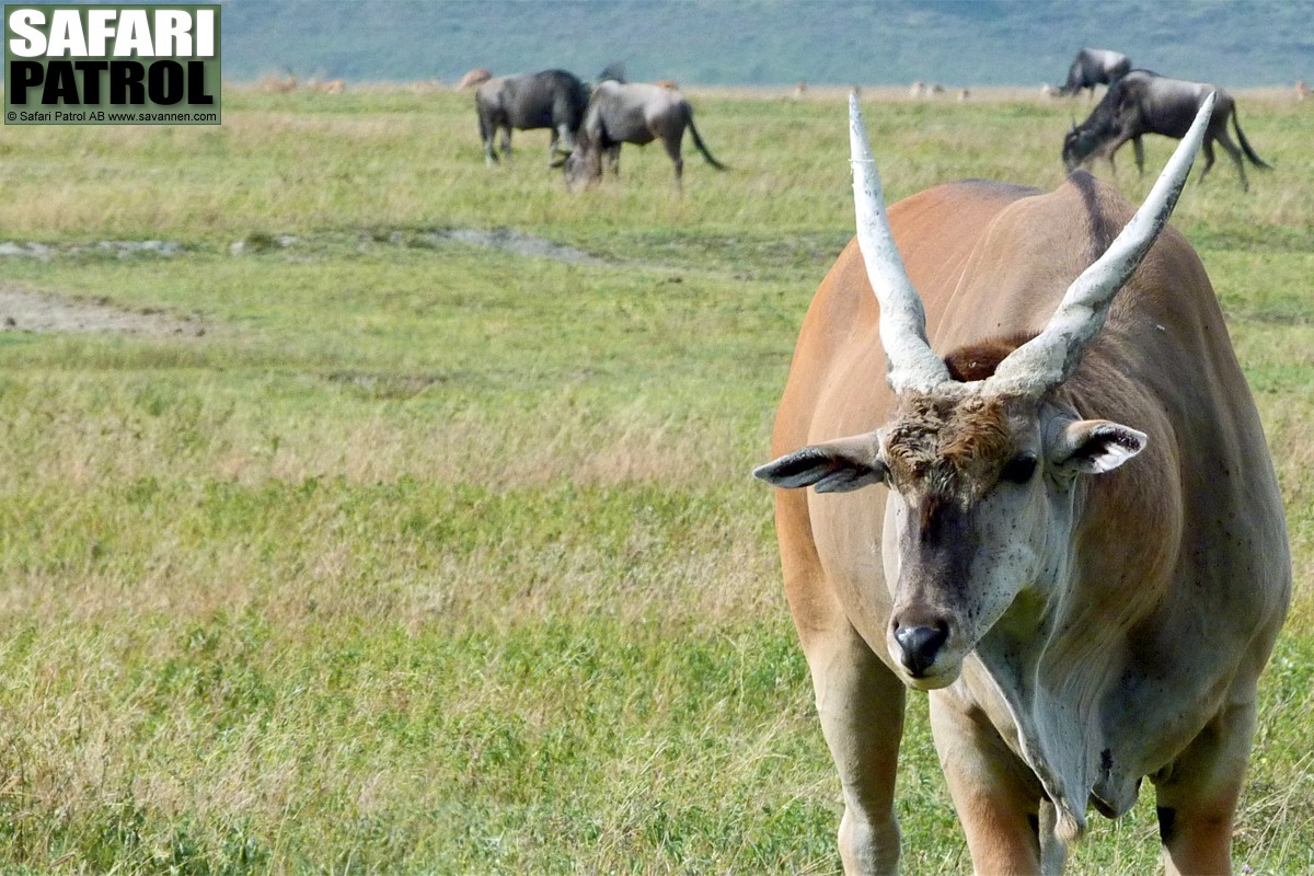 Elandantilop. (Ngorongorokratern, Tanzania)