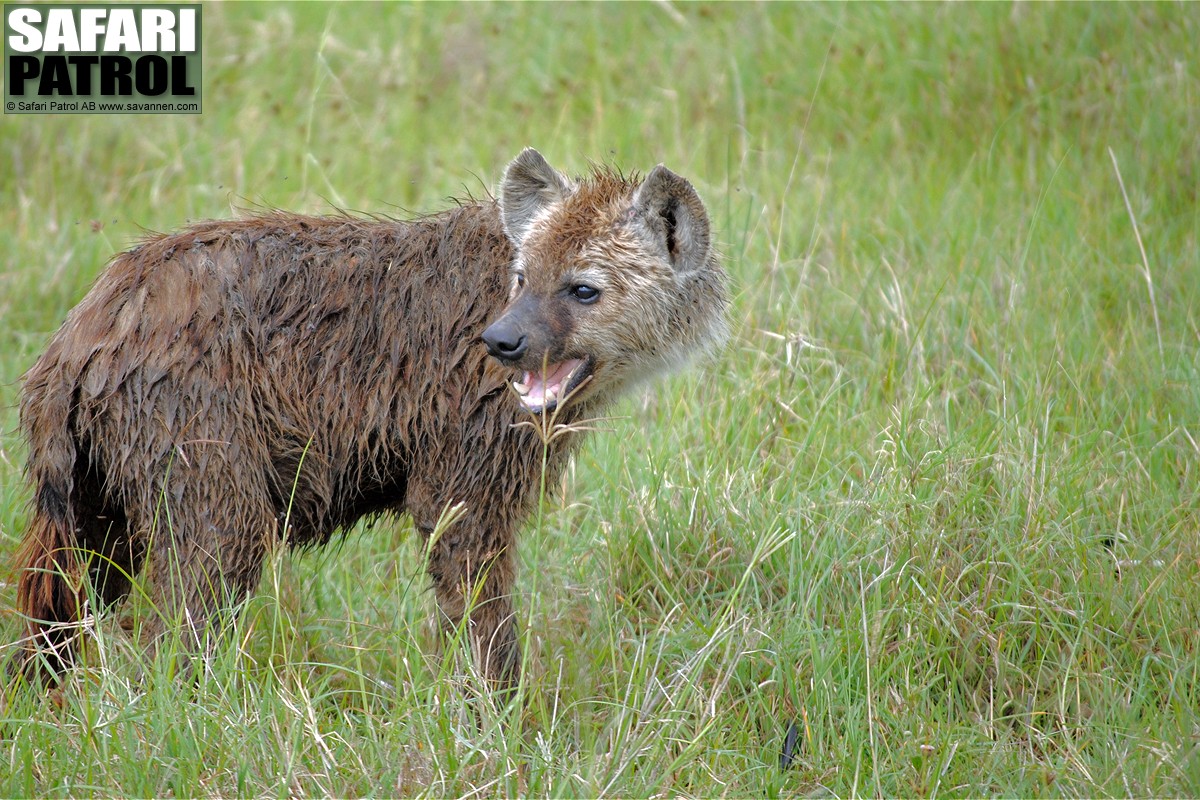 Hyena. (Ngorongorokratern, Tanzania)