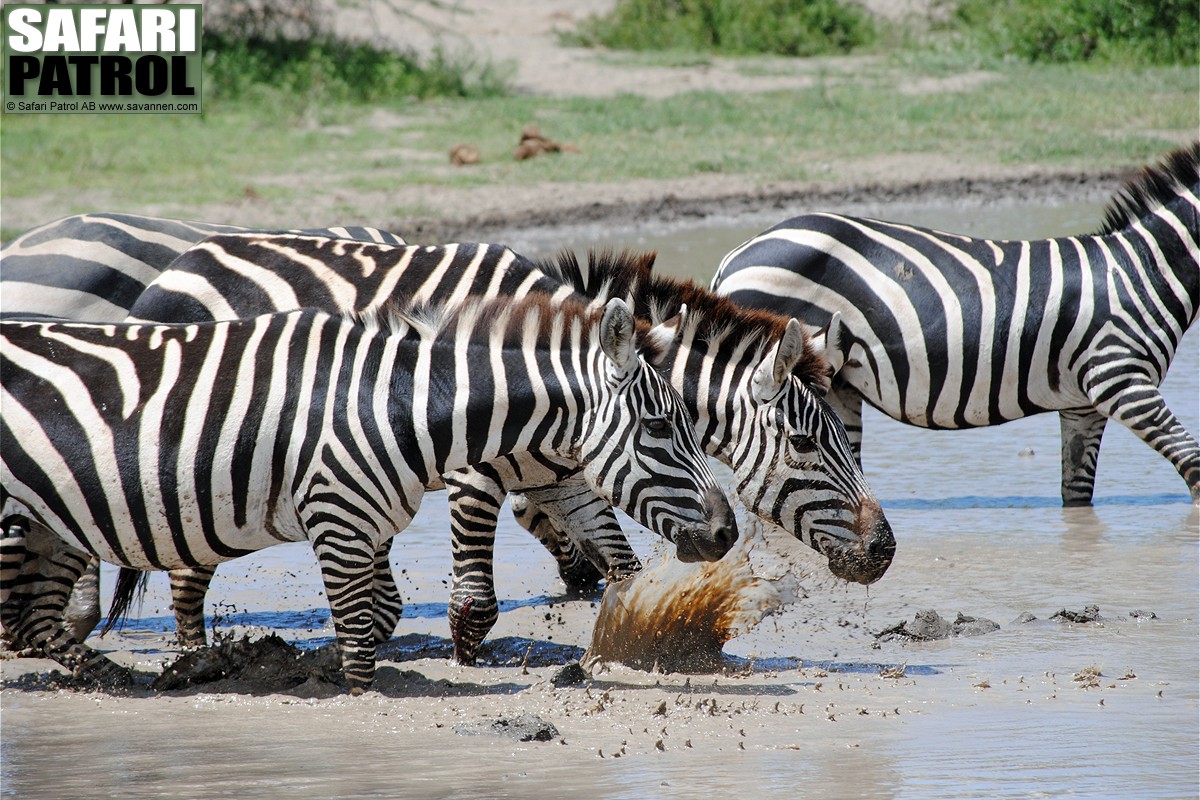 Zebror. (Lake Ndutu i Ngorongoro Conservation Area, Tanzania)