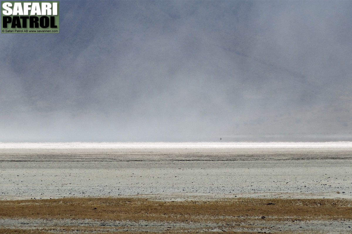 Torrt och dammigt. (Ngorongorokratern, Tanzania)