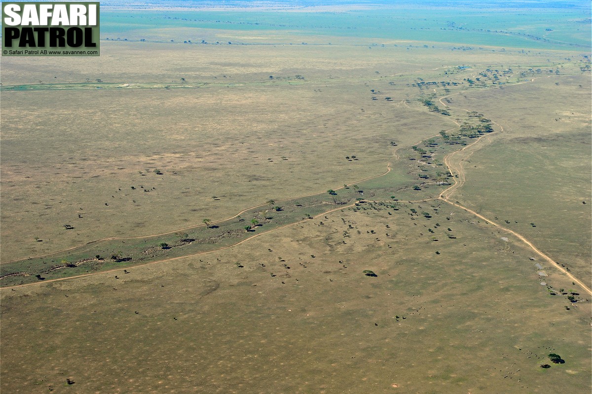 Flygvy ver Seroneraflodens vre lopp. (Seronera i centala Serengeti National Park, Tanzania)