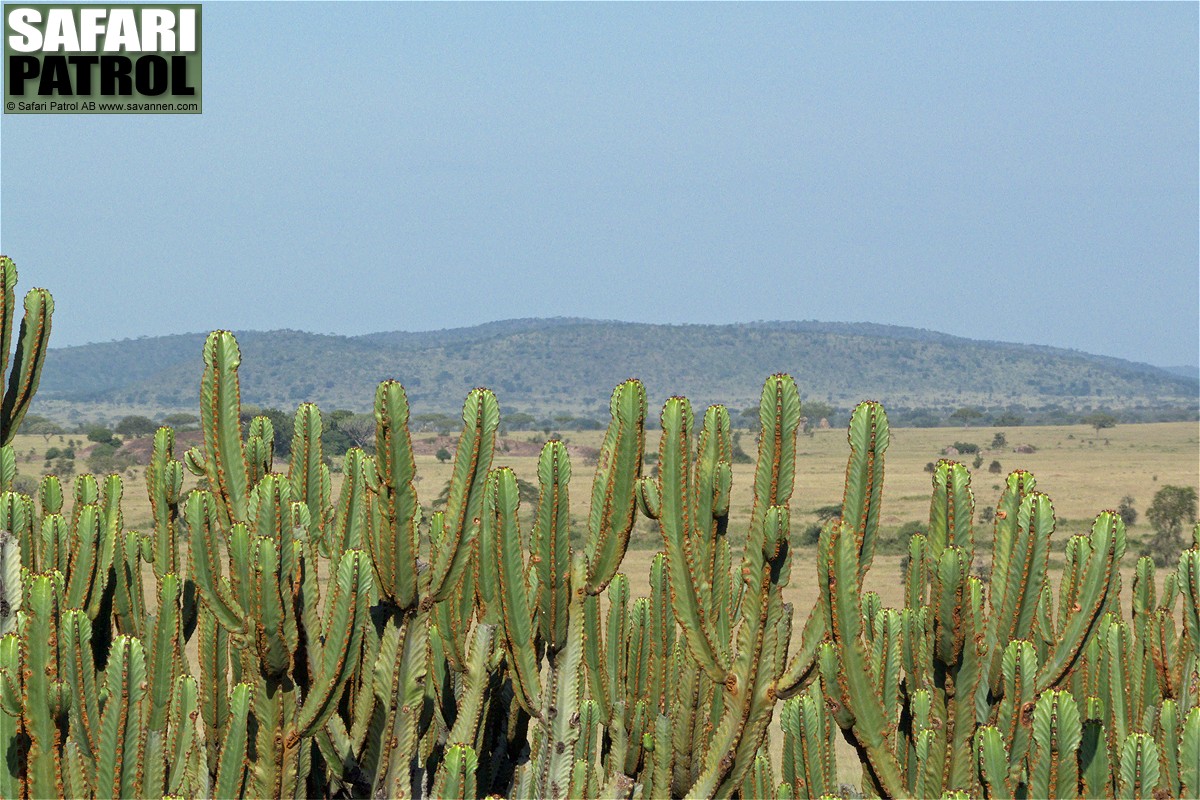 Kandelabertrd. (Moru Kopjes i Serengeti National Park, Tanzania)