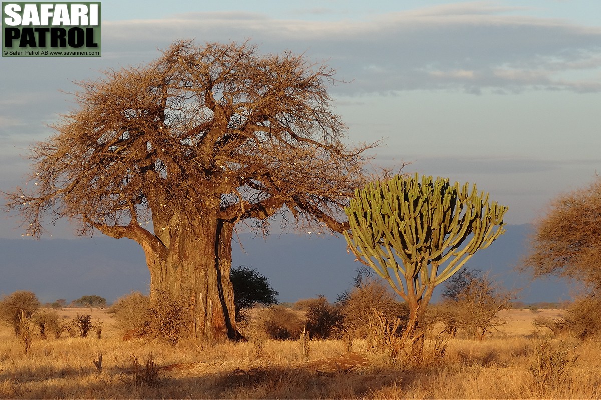 Baobabtrd och kandelabertrd. (Tarangire National Park, Tanzania)