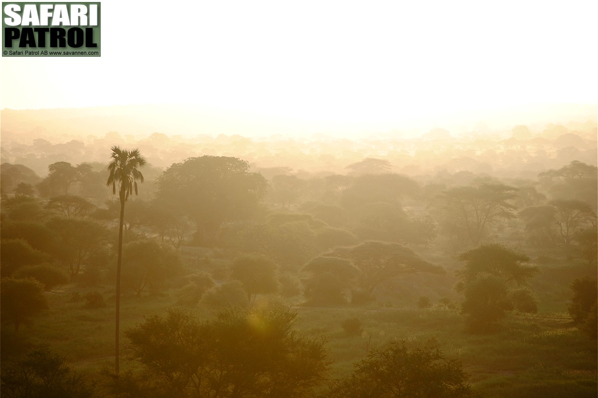 Tarangire National Park. (Tanzania)