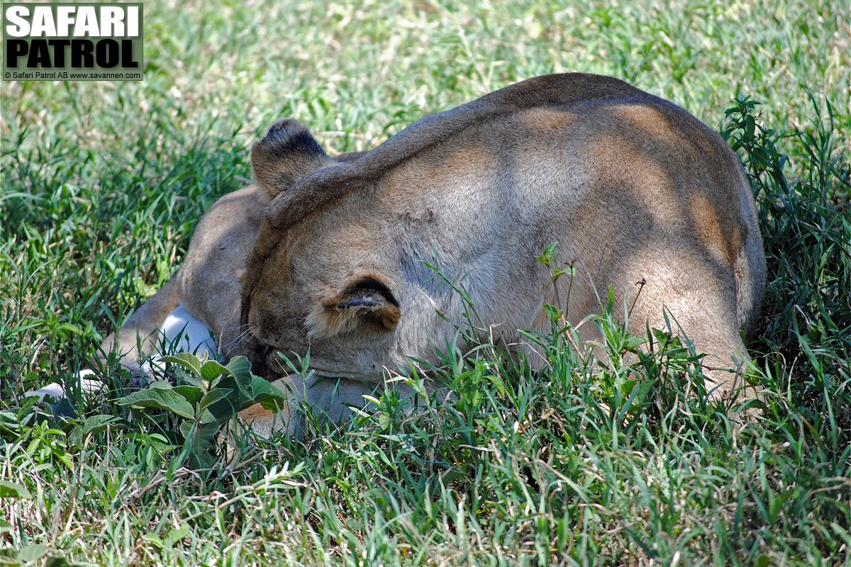 Vilande lejon. (Lake Ndutu i Ngorongoro Conservation Area, Tanzania)