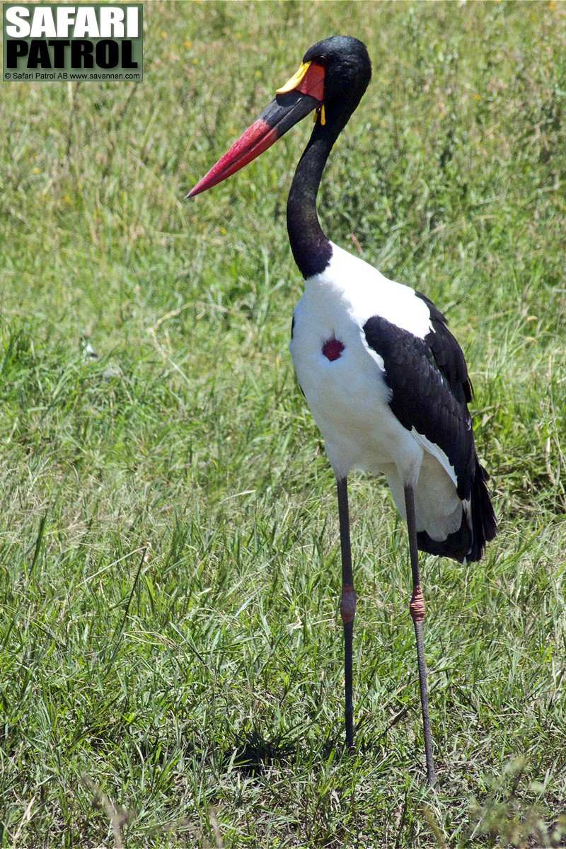 Sadelnbbstork. (Serengeti National Park, Tanzania).