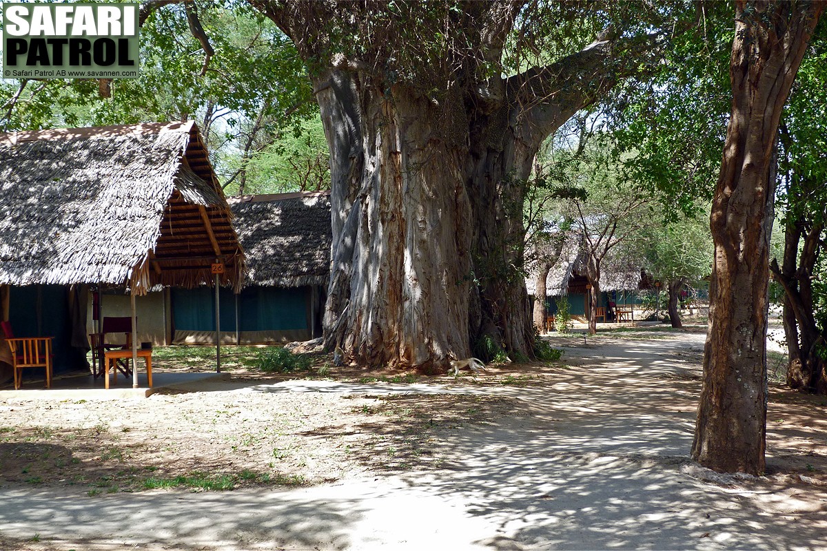 Tarangire Safari Lodge. (Tarangire National Park, Tanzania)