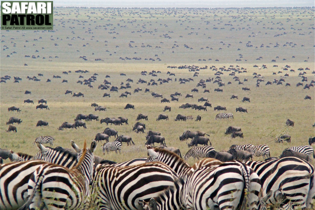 Migrationen. (Sdra Serengeti National Park, Tanzania)