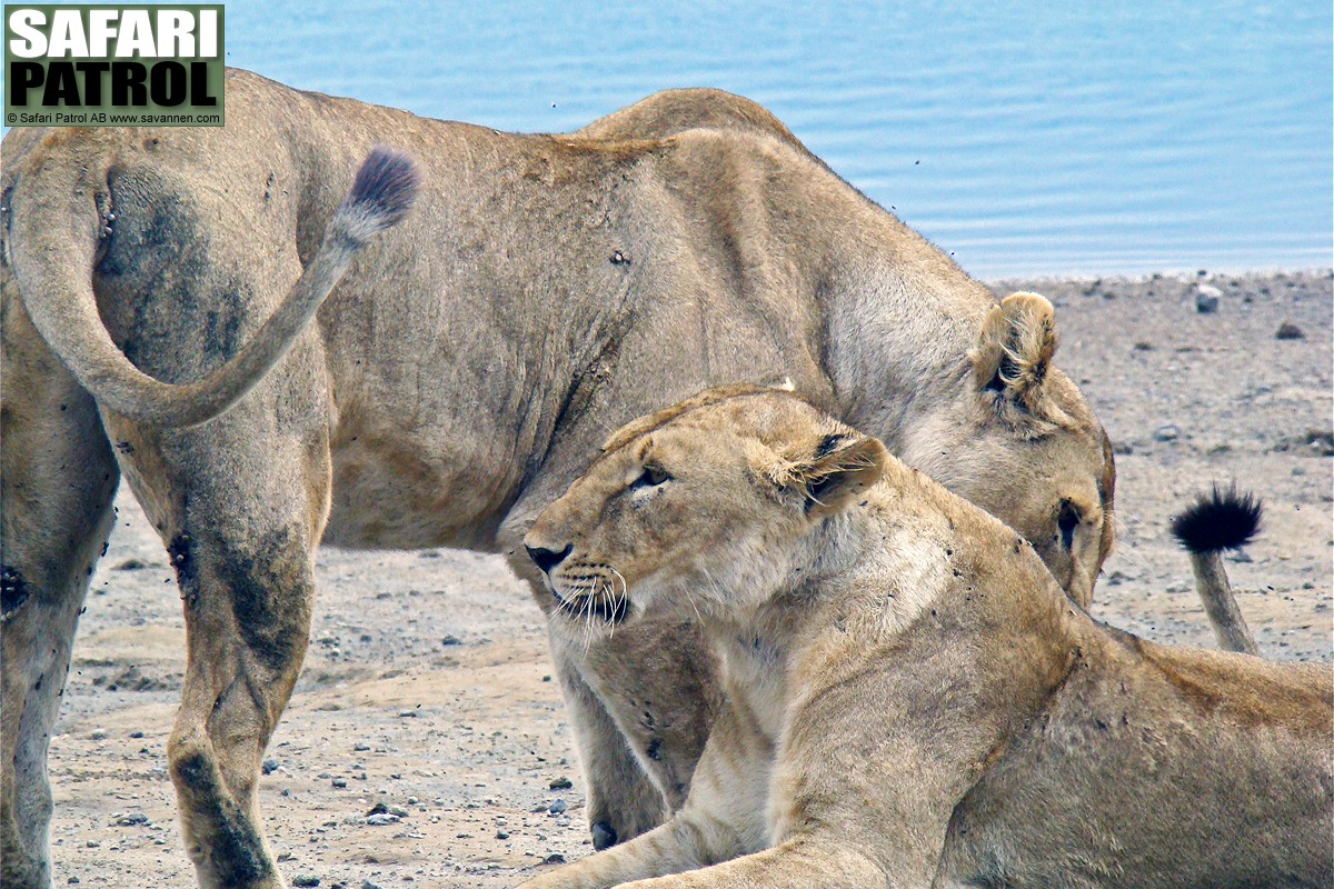 Lejon. (Lake Masek i Ngorongoro Conservation Area, Tanzania)