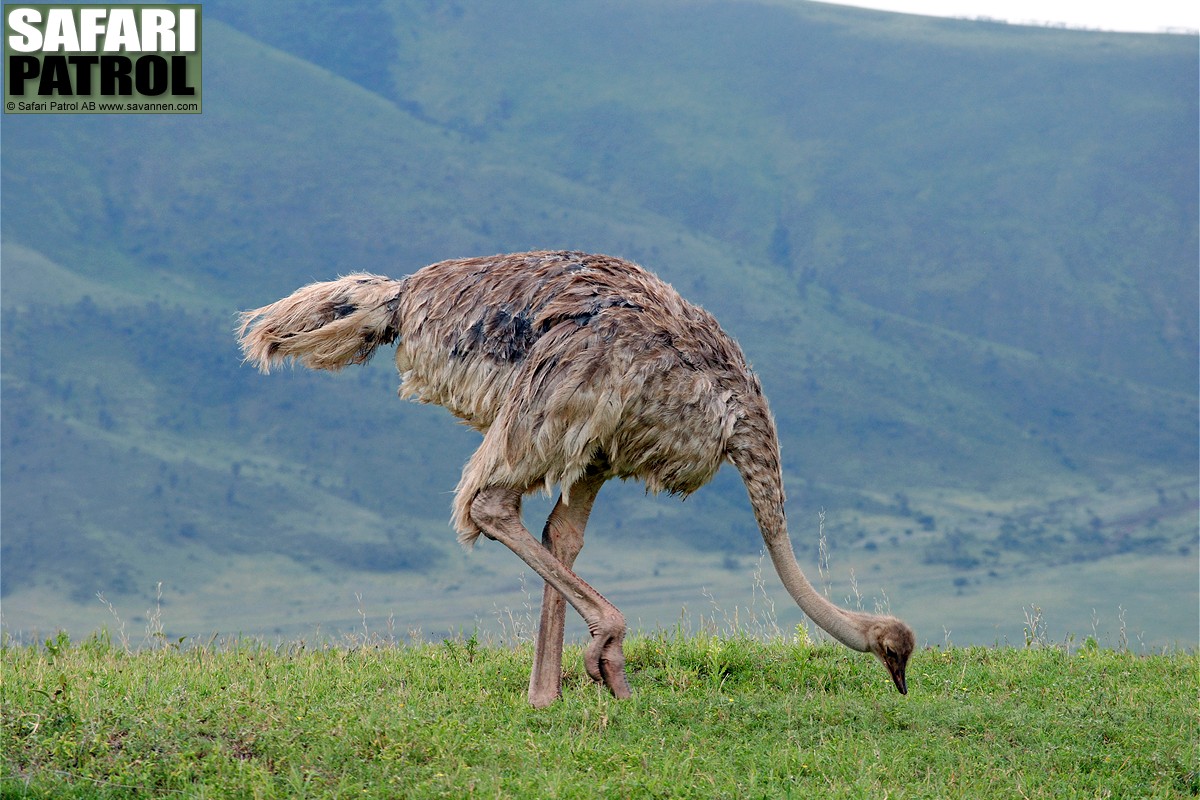 Struts. (Ngorongorokratern, Tanzania)