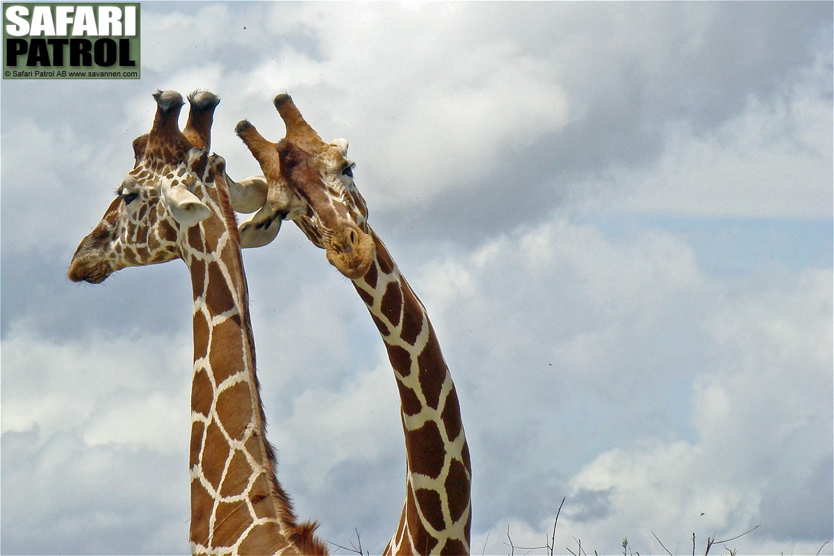 Ntgiraffer. (Buffalo Springs, Kenya)