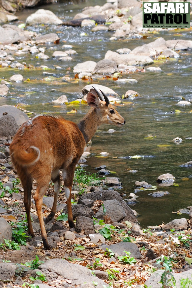 Buskbock i grundvattenskogen. (Lake Manyara National Park, Tanzania)