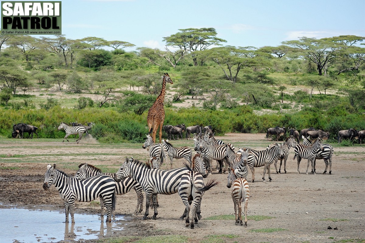 Giraff, zebror och gnuer. (Lake Ndutu i Ngorongoro Conservation Area, Tanzania)