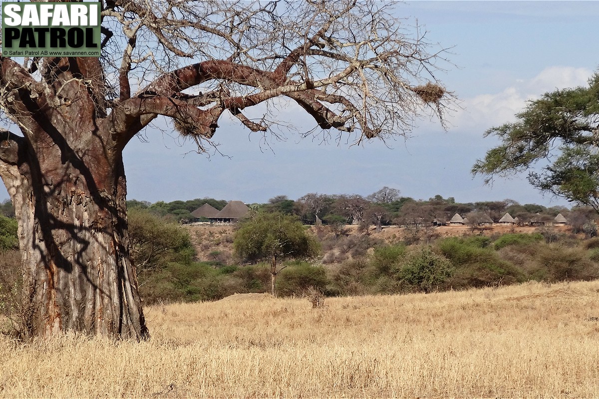 Vy mot Tarangire Safari Lodge. (Tarangire National Park, Tanzania)