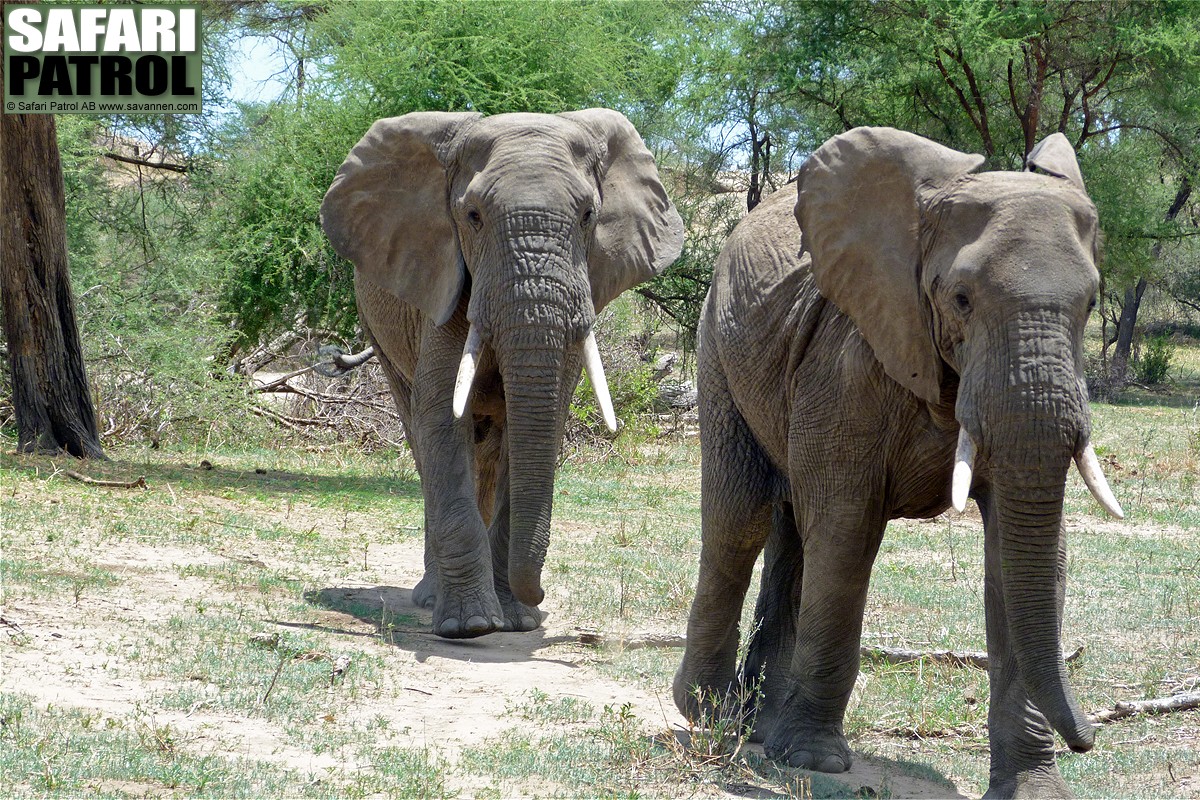 Elefanter. (Tarangire National Park, Tanzania)