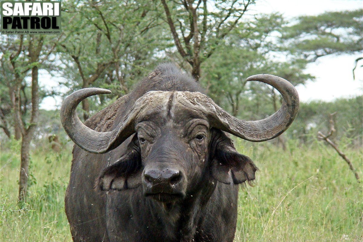 Afrikansk buffel. (Serengeti National Park, Tanzania)