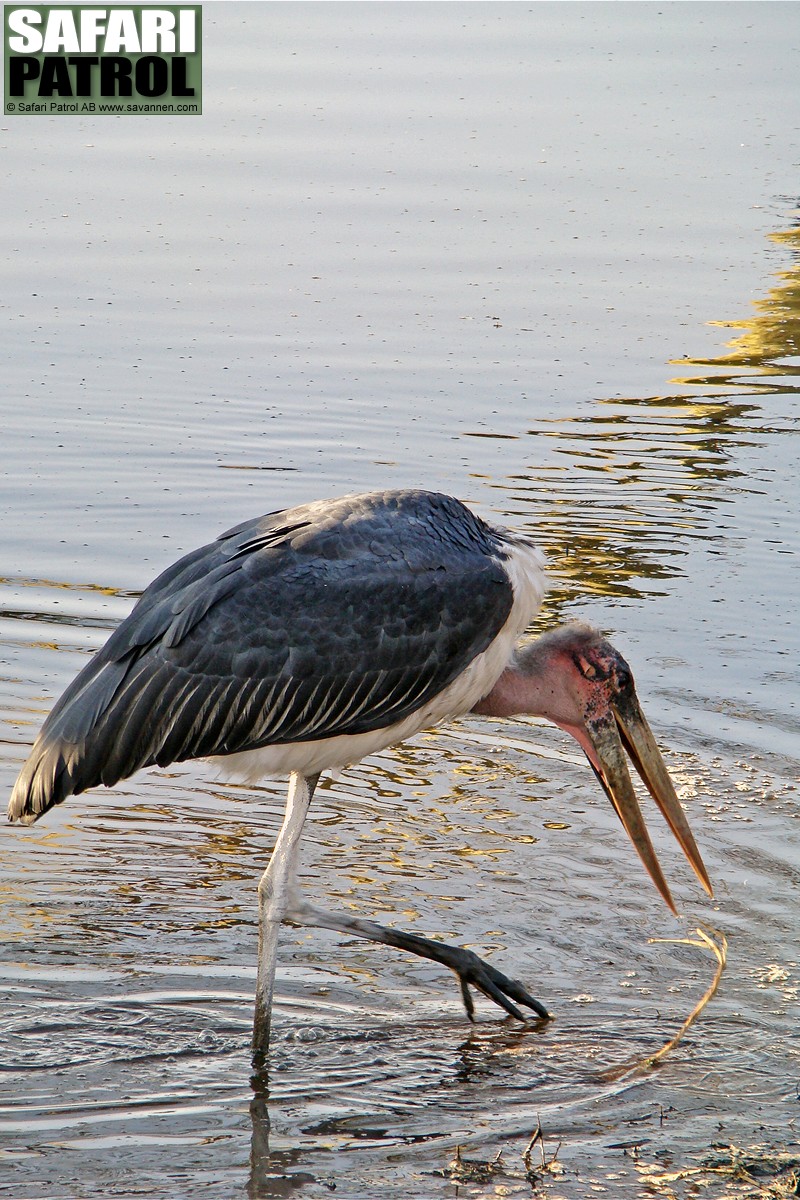 Maraboustork. (Seronera i centrala Serengeti National Park, Tanzania)