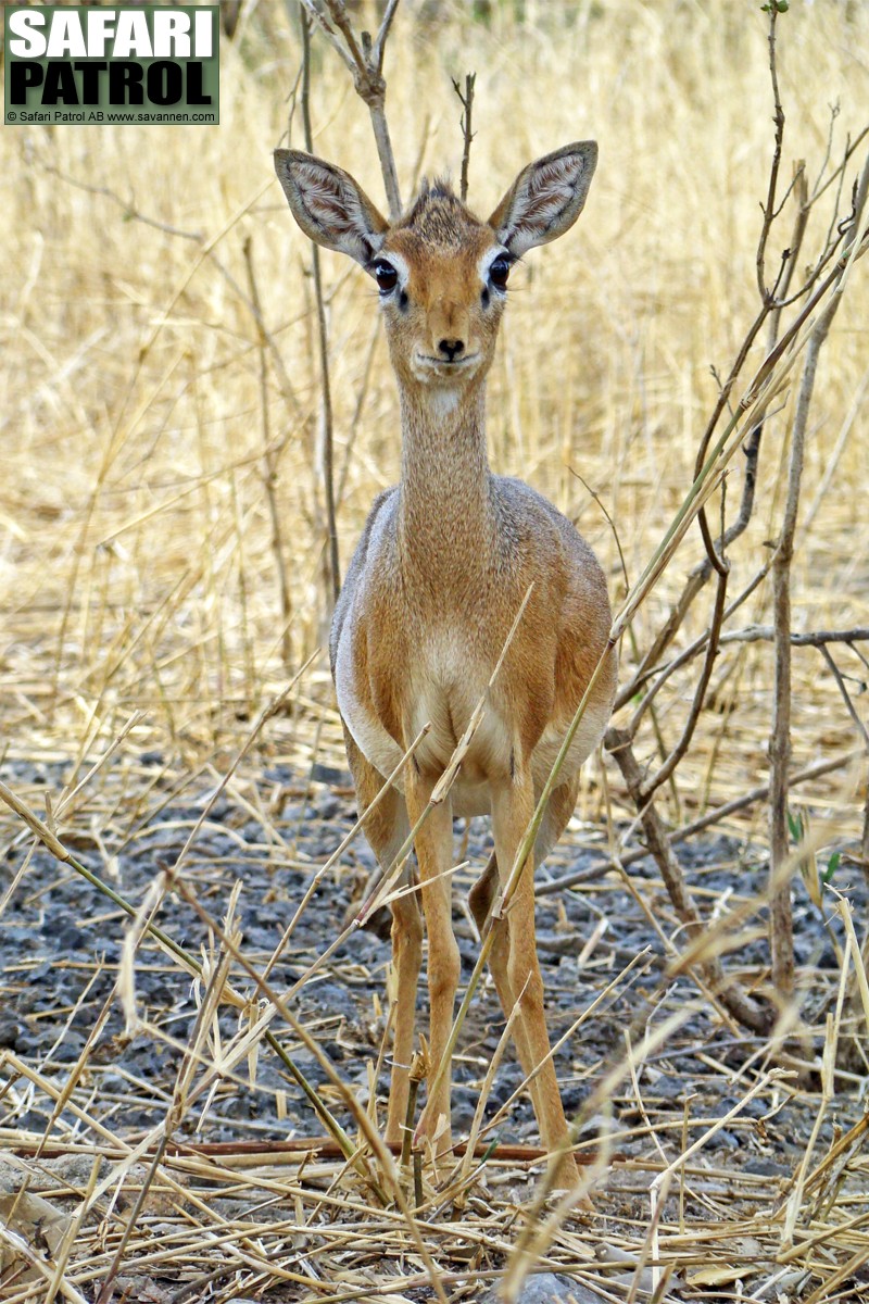 Dikdik. (Tarangire National Park, Tanzania)