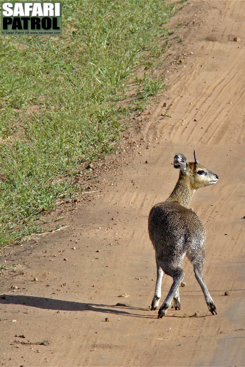 Klippspringare. (Lobo i norra Serengeti National Park, Tanzania)