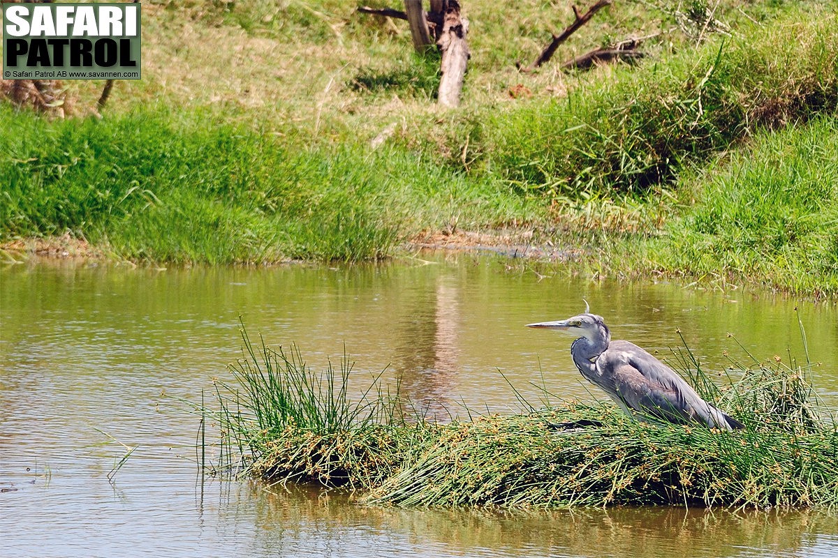 Grhger i Downeys Dam. (Centrala Serengeti National Park.