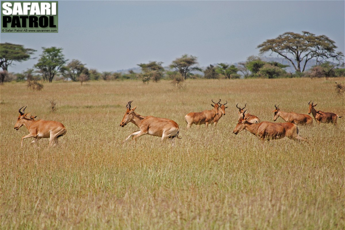 Koantiloper p sprng. (Centrala Serengeti National Park, Tanzania)