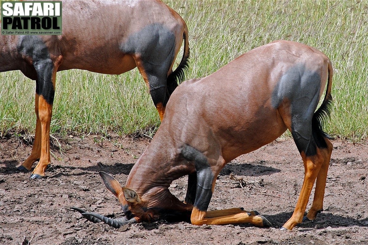 Topiantiloper. (Serengeti National Park, Tanzania)