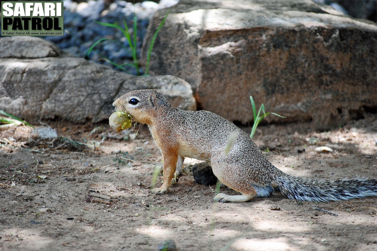 Jordekorre. (Tarangire National Park, Tanzania)