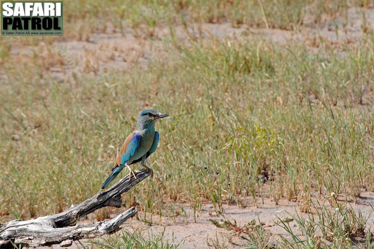 Blkrka. (Tarangire National Park, Tanzania)