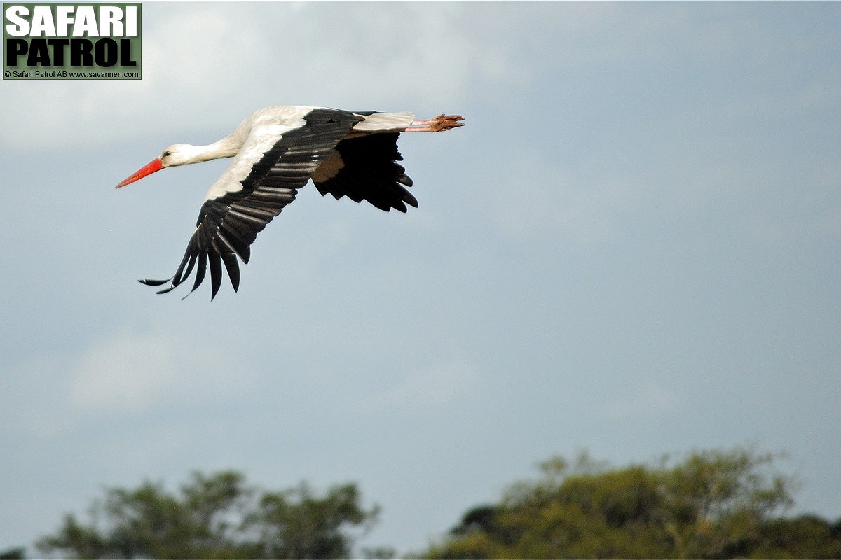 Flygande vit stork. (Tarangire National Park, Tanzania)