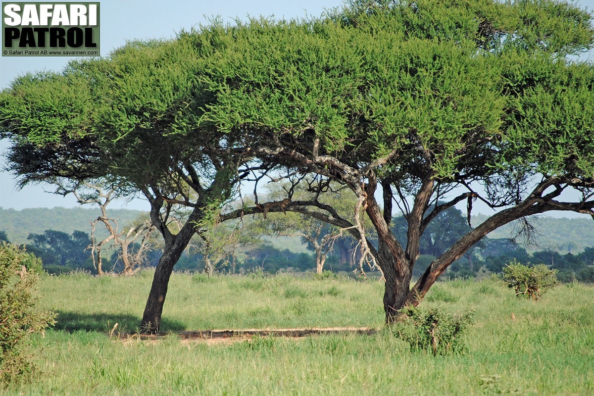 Leopardtrd. (Tarangire National Park, Tanzania)