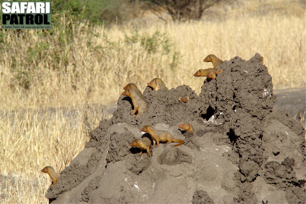 Dvrgmanguster i termitstack. (Tarangire National Park, Tanzania)