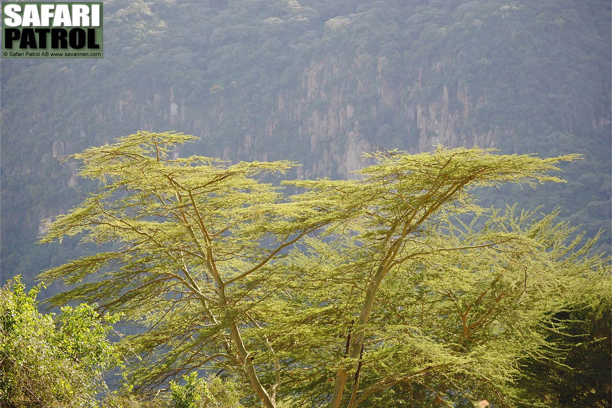 Lake Manyara National Park. (Tanzania)