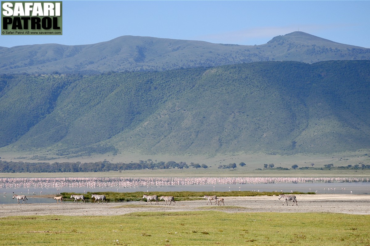 Den sdra kratervggen. (Ngorongorokratern, Tanzania)