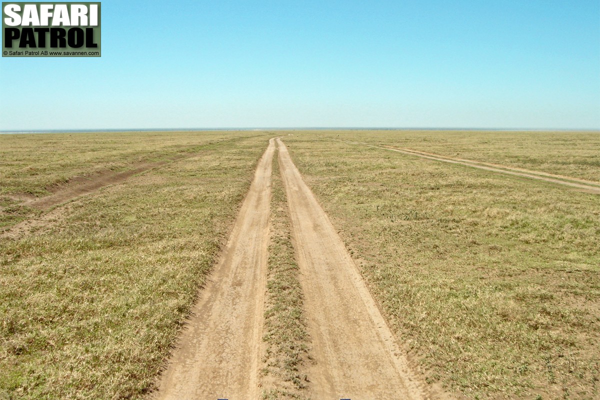 Bushvg ver kortgrssltten. (Sdra Serengeti National Park, Tanzania)