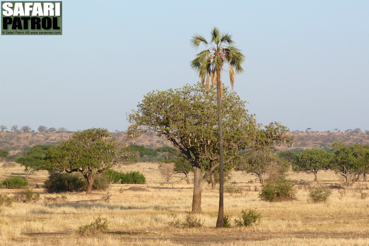 Tarangire National Park. (Tanzania)