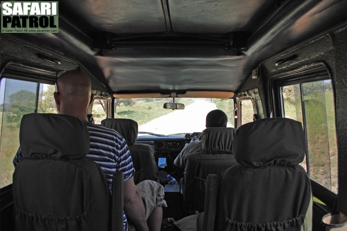 P vg i safarijeep. (Tarangire National Park, Tanzania)