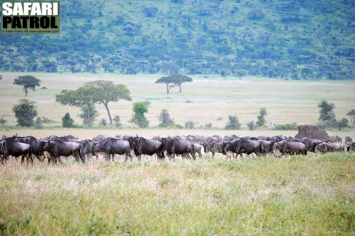 Gnuer p vandring mellan Moru Kopjes och Olobaye. (Sdra Serengeti National Park, Tanzania)