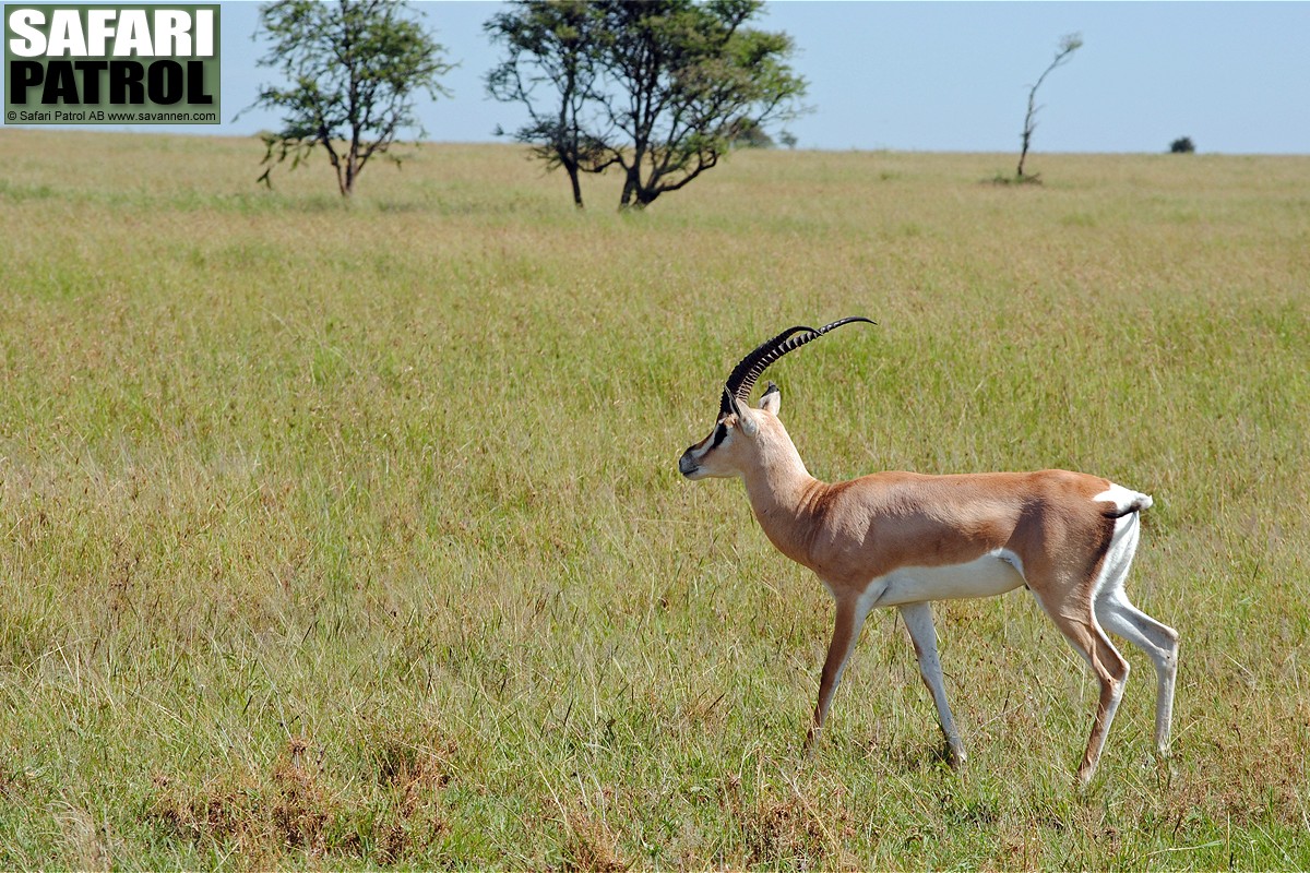 Grants gasell. (Serengeti National Park, Tanzania)