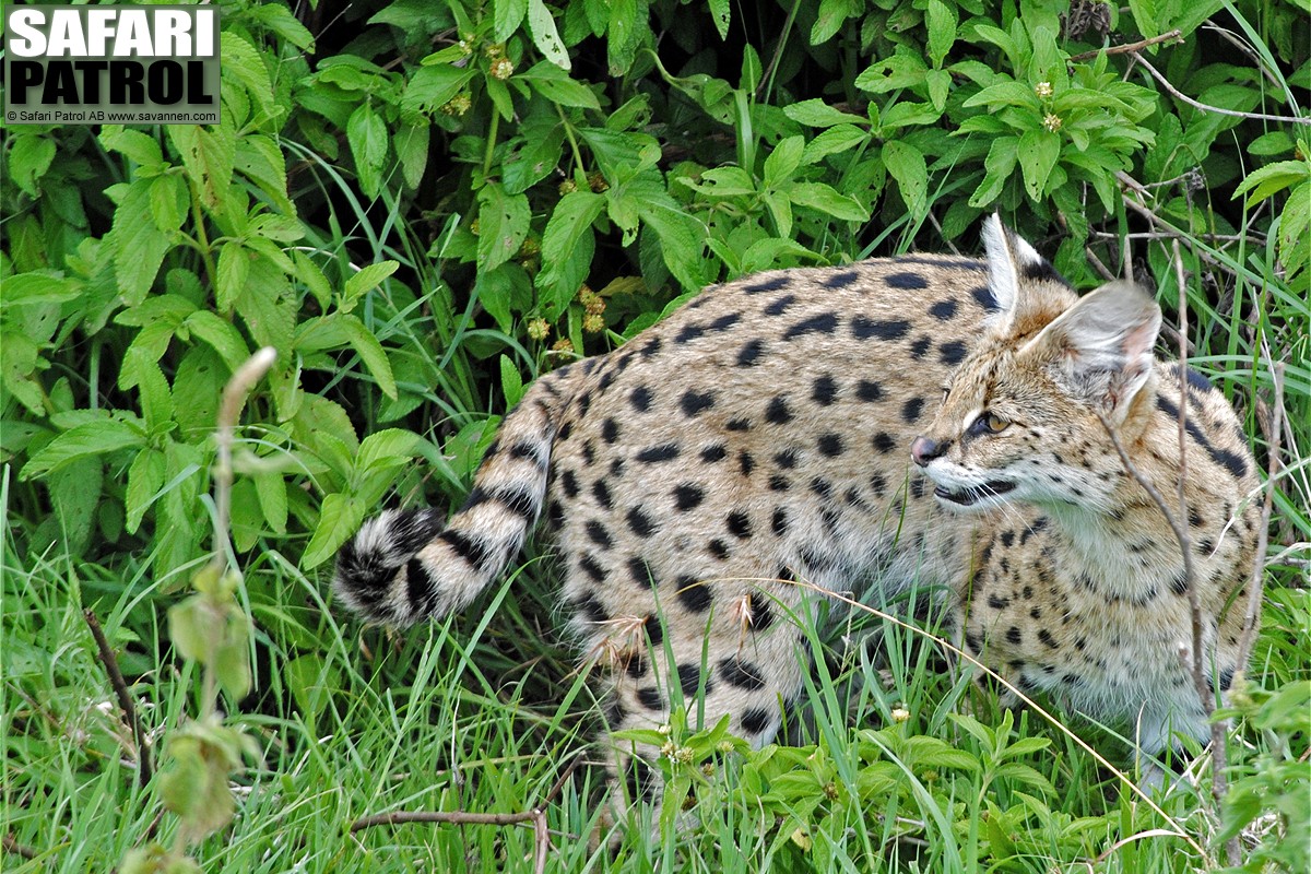 Serval. (Nordstra Ngorongorokratern, Tanzania)