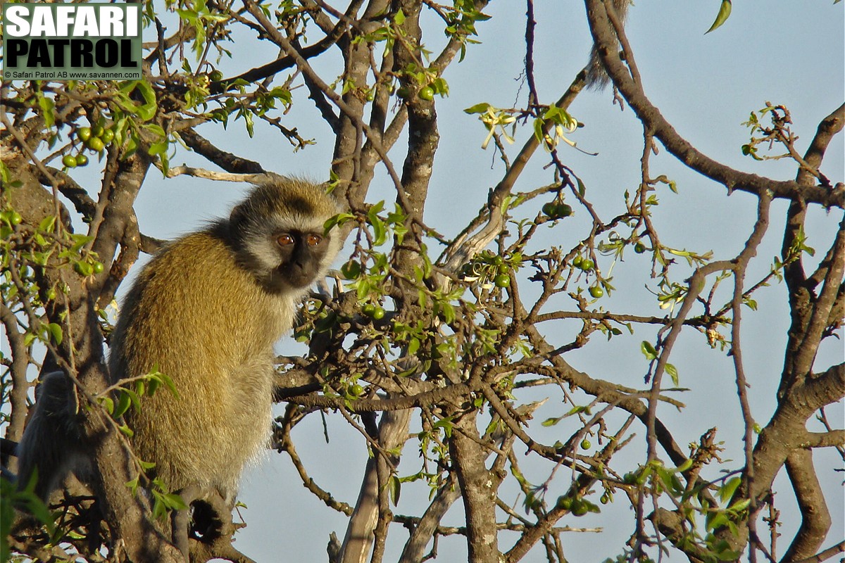 Grn markatta. (Seronera i centrala Serengeti National Park, Tanzania)