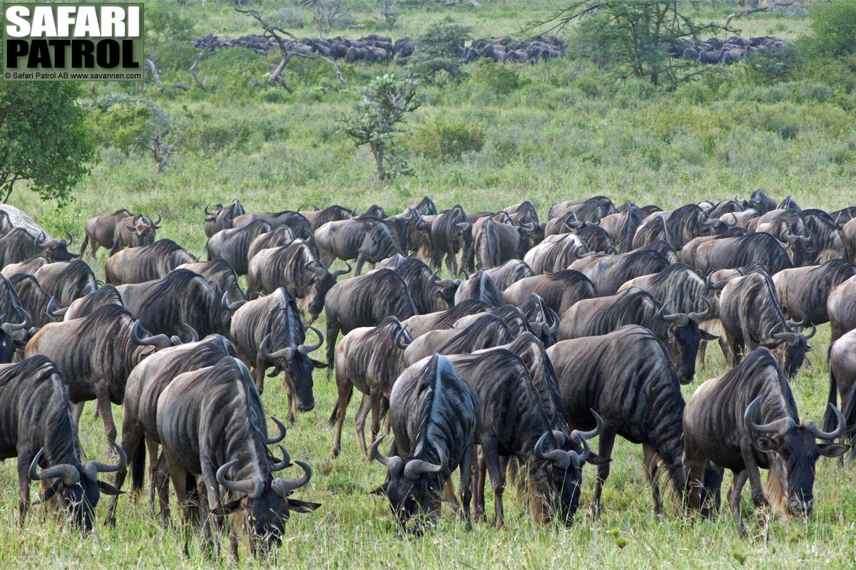 Gnuhjord. (Serengeti National Park, Tanzania)