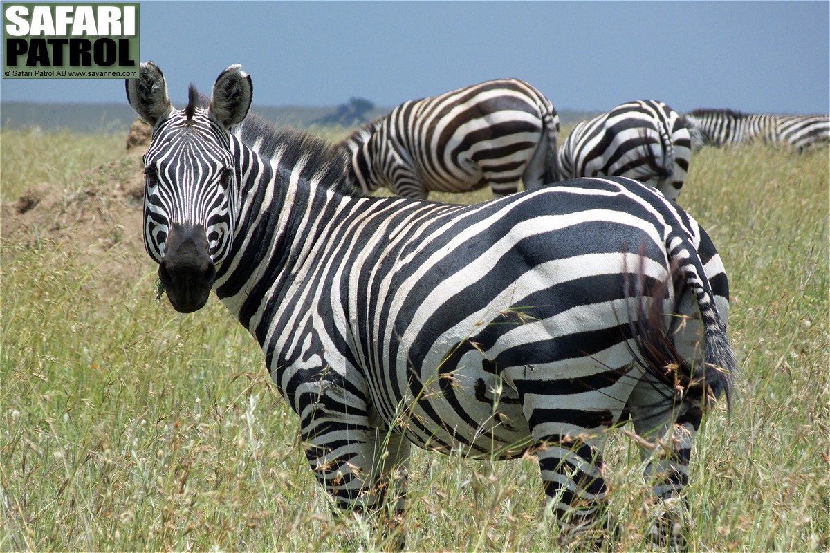 Zebror. (Serengeti National Park, Tanzania)