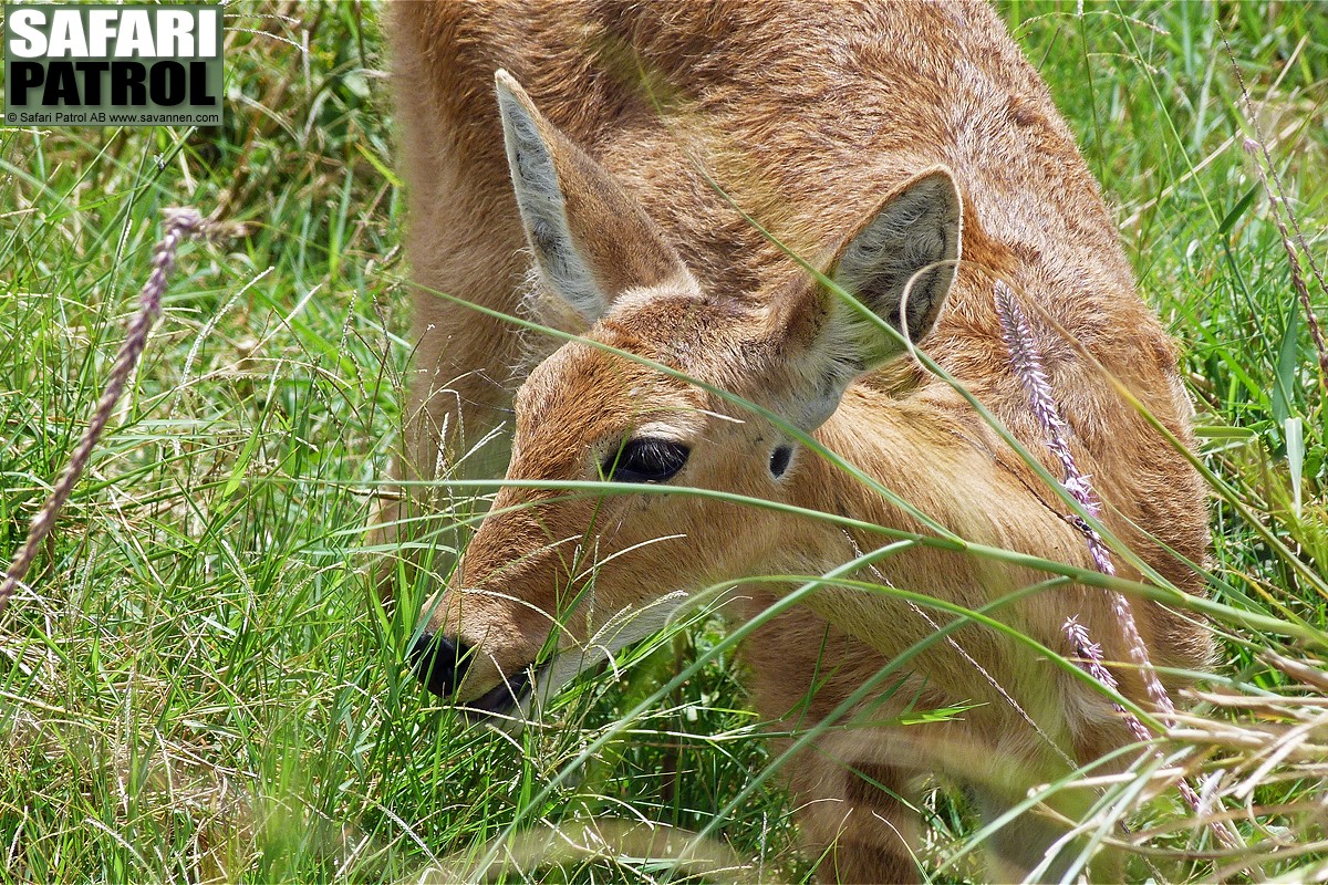 Rrbock. (Centrala Serengeti National Park, Tanzania)