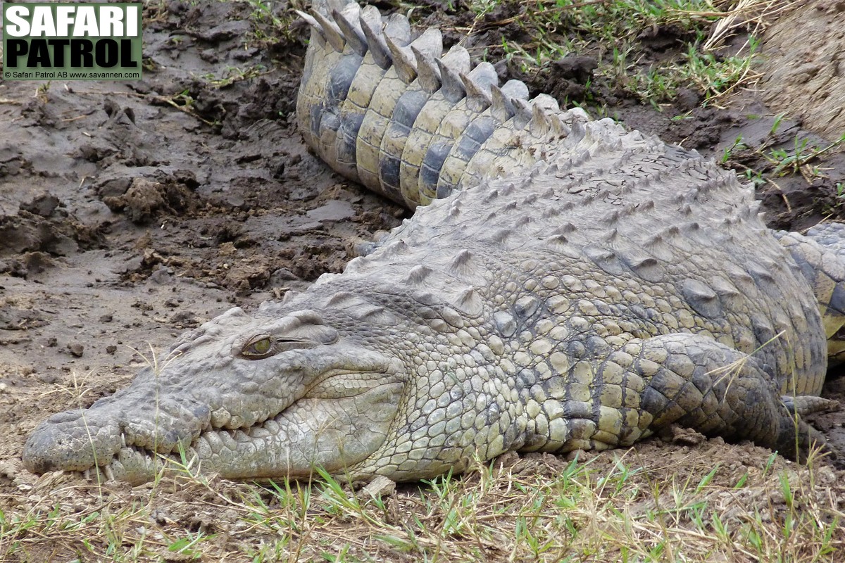 Nilkrokodil vid Seronerafloden. (Centrala Serengeti National Park, Tanzania)