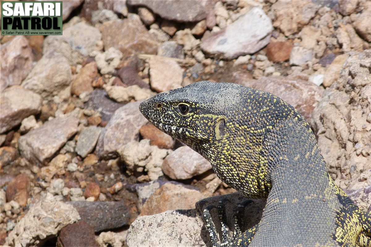 Nilvaran. (Serengeti National Park, Tanzania)