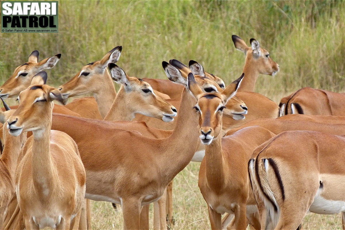 Impalaantiloper. (Serengeti National Park, Tanzania)